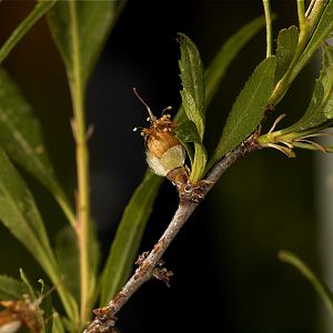 Russian_almond_U6124161_06-12-2019-001