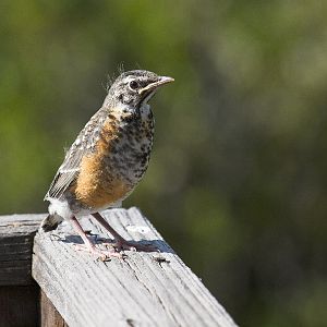 Robin_X6138595_06-13-2019-001