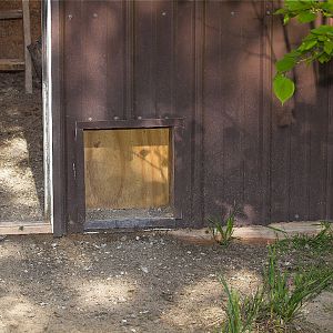 Guinea_coop_X6138597_06-13-2019-001