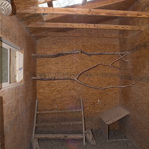 Guinea_coop_X6138628_06-13-2019-001