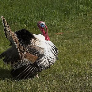 Sweetgrass_tom_X6138613_06-13-2019-001