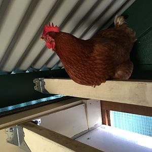Detailed perch inspection- passed!