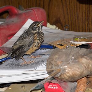 Robin_X6168656_06-16-2019-001