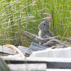 Cottontail_X6158645_06-15-2019-001