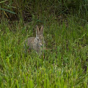 Cottontail_U6164194_06-16-2019-001