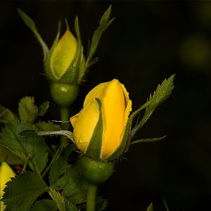 Persian_yellow_rose_U6164186_06-16-2019-001