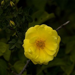 Harison's_yellow_rose_U6164174_06-16-2019-001