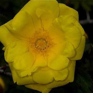 Harison's_yellow_rose_U6164175_06-16-2019-001