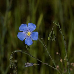 Blue_flax_X6138615_06-13-2019-001