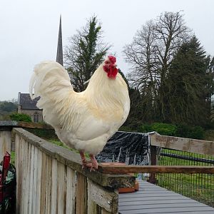 Leghorn cockerel. rooster.
