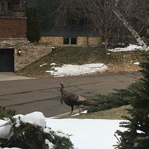Minnesota Wild Turkey