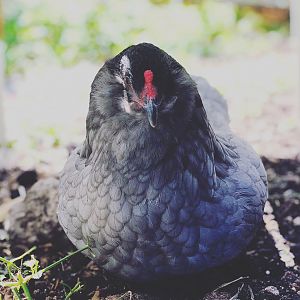 Unexpected broody Easter egger
