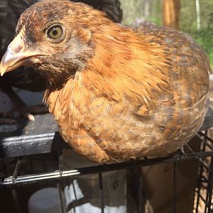 Fidget in April