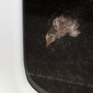 Guinea_keet_X6278742_06-27-2019-001