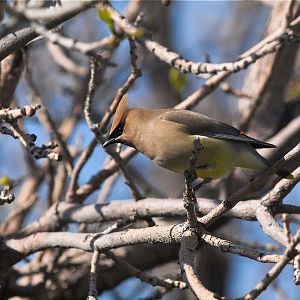 Cedar_waxwing_X5308522_05-30-2019-001