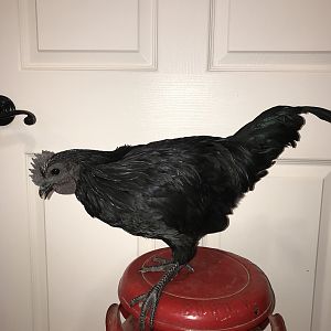 Cemani 2