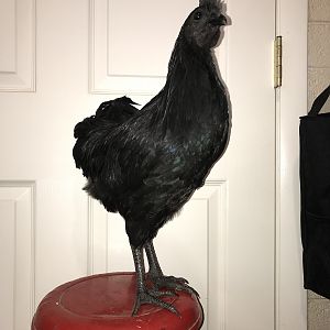 Cemani 1