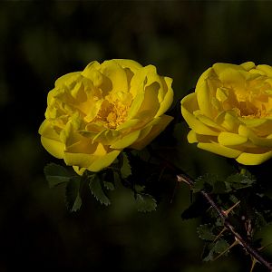 Harison's_yellow_rose_X6248710_06-24-2019-001