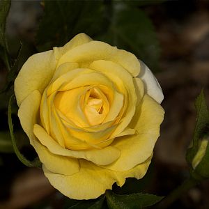 JP_Connell_rose_U6304215_06-30-2019-001