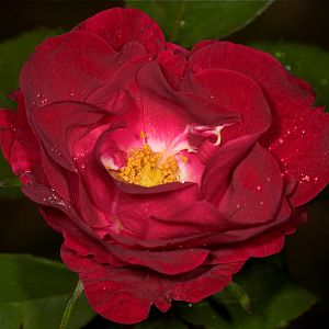 Emily_Carr_rose_U7034225_07-03-2019-001