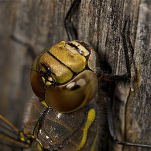 Dragonfly_U6294209_06-29-2019-001