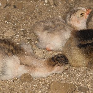 Guinea_keets_U7034229_07-03-2019-001
