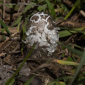 Shaggy_mane_mushroom_X6028542_06-02-2019-001