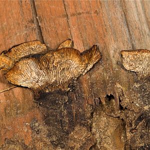 Oyster_mushrooms_U7034236_07-03-2019-001