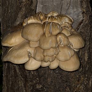 Oyster_mushrooms_U7034239_07-03-2019-001