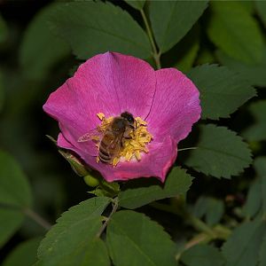 Honeybee_X6248724_06-24-2019-001