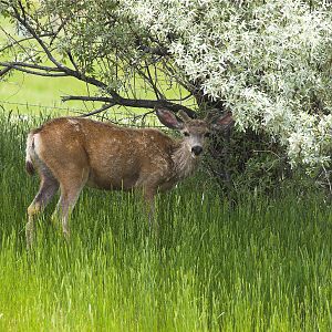 Deer_X6148635_06-14-2019-001