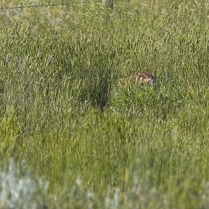 Deer_X7058757_07-05-2019-001