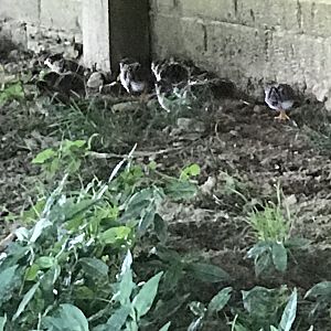 Guinea keets. Hatched 7/1/19