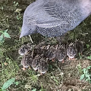 mom & her babies hatched 7/1/19
