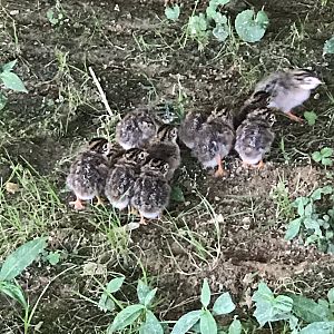 guinea keets hatched 7/1/2019