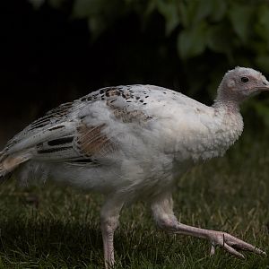 Sweetgrass_turkey Poult_X7088783_07-08-2019-001