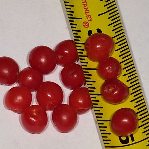 Nanking_cherries_U7104273_07-10-2019-001