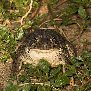 Toad_U7114277_07-11-2019-001