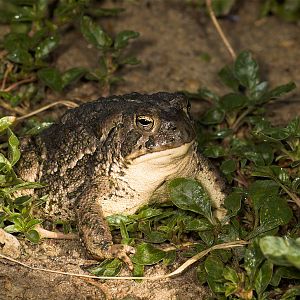Toad_U7114278_07-11-2019-001