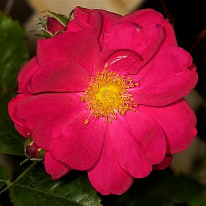 Henry_Kelsey_rose_U7114281_07-11-2019-001