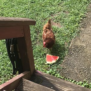 Eating watermelon