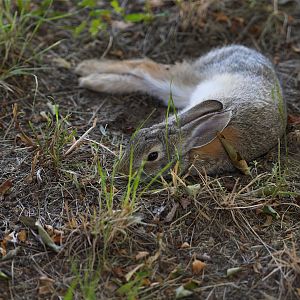 Cottontail_X7128800_07-12-2019-001