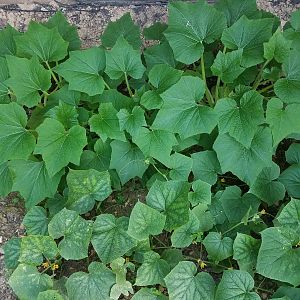 Zuccini and cucumber plants
