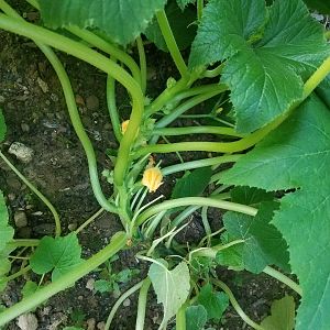 Zuccini plants with flowers and no mini-squashes growing