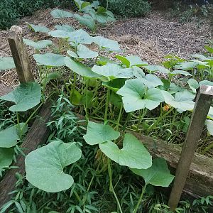 Pumpkin plants