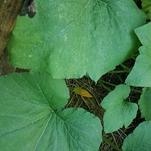 Pumpkin plant, flower