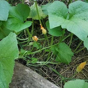 Pumpkin plant flowers