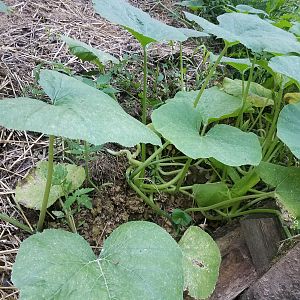 Pumpkin plant