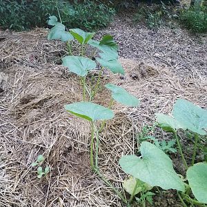 Pumpkin plant