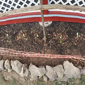 The ducks trampled the peppers and ate the tomato plants